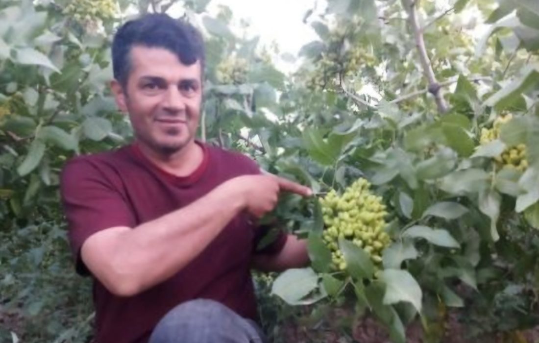پسته کاری در آذربایجان با شعار &#۸۲۲۰;هر آذربایجان لی، بیر پوسته باغی&#۸۲۲۱;