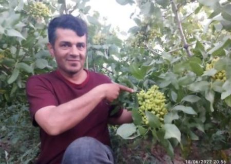 پسته کاری در آذربایجان با شعار &#۸۲۲۰;هر آذربایجان لی، بیر پوسته باغی&#۸۲۲۱;