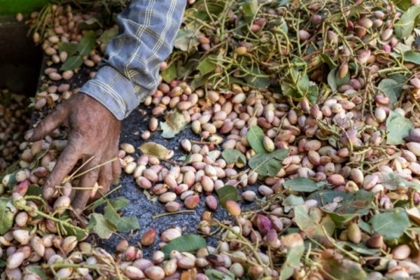 افزایش ۲۴ درصدی برداشت پسته در آذربایجان‌شرقی/ تولید بیش از ۲ هزار تن پسته در استان