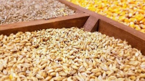 وزیر جهاد کشاورزی: توزیع ۴ میلیون تن نهاده دامی به‌زودی آغاز می‌شود