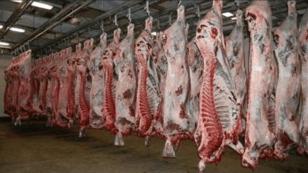 روزانه چند راس دام سنگین و سبک در تبریز کشتار می‌شود؟