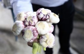 ششمین همایش سیرتیمورلو قراغیل آذرشهر پایتخت سیرایران