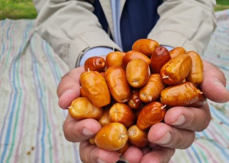 تولید ۳۳ درصد سنجد کشور در آذربایجان شرقی
