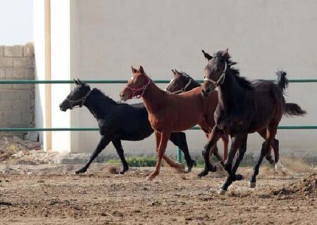 پرورش بیش از ۲ هزار اسب در آذربایجان شرقی