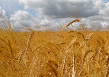 باید اجازه واردات گندم به سرمایه‌گذاران داده شود